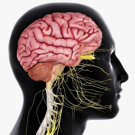 Speech Nerve Support